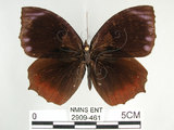 中文名:紫蛇目蝶(藍紋鋸眼蝶)(2909-461)學名:Elymnias hypermnestra hainana Moore, 1878(2909-461)