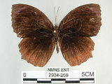 中文名:紫蛇目蝶(藍紋鋸眼蝶)(2934-269)學名:Elymnias hypermnestra hainana Moore, 1878(2934-269)