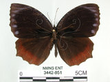 中文名:紫蛇目蝶(藍紋鋸眼蝶)(3442-851)學名:Elymnias hypermnestra hainana Moore, 1878(3442-851)