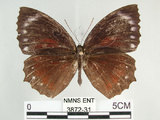中文名:紫蛇目蝶(藍紋鋸眼蝶)(3872-31)學名:Elymnias hypermnestra hainana Moore, 1878(3872-31)