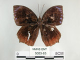 中文名:紫蛇目蝶(藍紋鋸眼蝶)(5053-83)學名:Elymnias hypermnestra hainana Moore, 1878(5053-83)