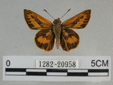 中文名:埔里紅弄蝶(1282-20958)學名:Telicota bambusae horisha Evans, 1934(1282-20958)