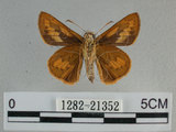 中文名:埔里紅弄蝶(1282-21352)學名:Telicota bambusae horisha Evans, 1934 (1282-21352)