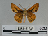 中文名:埔里紅弄蝶(1282-21235)學名:Telicota bambusae horisha Evans, 1934 (1282-21235)