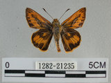 中文名:埔里紅弄蝶(1282-21235)學名:Telicota bambusae horisha Evans, 1934 (1282-21235)