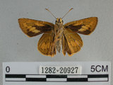 中文名:埔里紅弄蝶(1282-20927)學名:Telicota bambusae horisha Evans, 1934 (1282-20927)