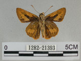中文名:埔里紅弄蝶(1282-21393)學名:Telicota bambusae horisha Evans, 1934 (1282-21393)