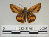 中文名:埔里紅弄蝶(1282-21393)學名:Telicota bambusae horisha Evans, 1934 (1282-21393)