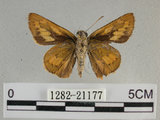 中文名:埔里紅弄蝶(1282-21177)學名:Telicota bambusae horisha Evans, 1934 (1282-21177)