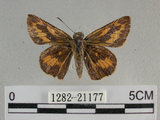中文名:埔里紅弄蝶(1282-21177)學名:Telicota bambusae horisha Evans, 1934 (1282-21177)