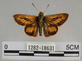 中文名:埔里紅弄蝶(1282-18631)學名:Telicota bambusae horisha Evans, 1934 (1282-18631)