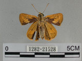 中文名:埔里紅弄蝶(1282-21528)學名:Telicota bambusae horisha Evans, 1934 (1282-21528)