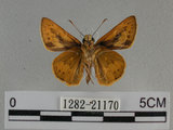 中文名:埔里紅弄蝶(1282-21170)學名:Telicota bambusae horisha Evans, 1934 (1282-21170)