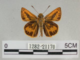 中文名:埔里紅弄蝶(1282-21170)學名:Telicota bambusae horisha Evans, 1934 (1282-21170)