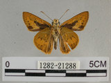 中文名:埔里紅弄蝶(1282-21288)學名:Telicota bambusae horisha Evans, 1934 (1282-21288)