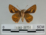 中文名:埔里紅弄蝶(1282-20751)學名:Telicota bambusae horisha Evans, 1934 (1282-20751)