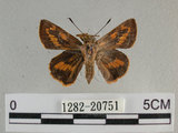 中文名:埔里紅弄蝶(1282-20751)學名:Telicota bambusae horisha Evans, 1934 (1282-20751)