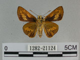 中文名:埔里紅弄蝶(1282-21124)學名:Telicota bambusae horisha Evans, 1934 (1282-21124)