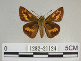 中文名:埔里紅弄蝶(1282-21124)學名:Telicota bambusae horisha Evans, 1934 (1282-21124)