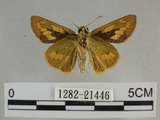 中文名:埔里紅弄蝶(1282-21446)學名:Telicota bambusae horisha Evans, 1934 (1282-21446)