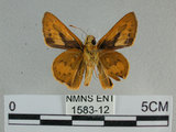 中文名:埔里紅弄蝶(1583-12)學名:Telicota bambusae horisha Evans, 1934 (1583-12)