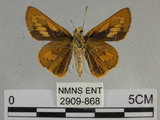 中文名:埔里紅弄蝶(2909-868)學名:Telicota bambusae horisha Evans, 1934 (2909-868)