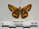 中文名:埔里紅弄蝶(2909-882)學名:Telicota bambusae horisha Evans, 1934 (2909-882)