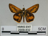 中文名:埔里紅弄蝶(2909-832)學名:Telicota bambusae horisha Evans, 1934 (2909-832)