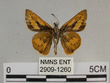 中文名:埔里紅弄蝶(2909-1260)學名:Telicota bambusae horisha Evans, 1934 (2909-1260)