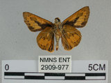 中文名:埔里紅弄蝶(2909-977)學名:Telicota bambusae horisha Evans, 1934 (2909-977)
