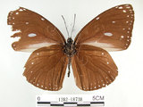 中文名:圓翅紫斑蝶(1282-18738)學名:Euploea eunice hobsoni (Butler, 1877) (1282-18738)