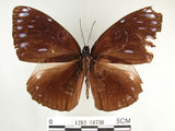 中文名:圓翅紫斑蝶(1282-18738)學名:Euploea eunice hobsoni (Butler, 1877) (1282-18738)