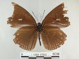 中文名:圓翅紫斑蝶(1282-17245)學名:Euploea eunice hobsoni (Butler, 1877)(1282-17245)