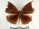 中文名:圓翅紫斑蝶(1282-17245)學名:Euploea eunice hobsoni (Butler, 1877)(1282-17245)