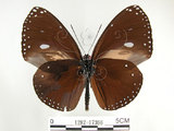 中文名:圓翅紫斑蝶(1282-17366)學名:Euploea eunice hobsoni (Butler, 1877)(1282-17366)