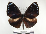 中文名:圓翅紫斑蝶(1282-17366)學名:Euploea eunice hobsoni (Butler, 1877)(1282-17366)