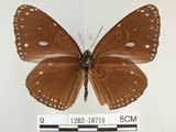 中文名:圓翅紫斑蝶(1282-18710)學名:Euploea eunice hobsoni (Butler, 1877)(1282-18710)