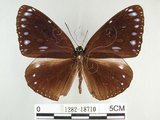 中文名:圓翅紫斑蝶(1282-18710)學名:Euploea eunice hobsoni (Butler, 1877)(1282-18710)