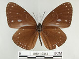 中文名:圓翅紫斑蝶(1282-17344)學名:Euploea eunice hobsoni (Butler, 1877)(1282-17344)