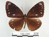 中文名:圓翅紫斑蝶(1282-17344)學名:Euploea eunice hobsoni (Butler, 1877)(1282-17344)