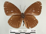 中文名:圓翅紫斑蝶(1282-17257)學名:Euploea eunice hobsoni (Butler, 1877)(1282-17257)