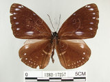 中文名:圓翅紫斑蝶(1282-17257)學名:Euploea eunice hobsoni (Butler, 1877)(1282-17257)