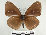 中文名:圓翅紫斑蝶(1282-17518)學名:Euploea eunice hobsoni (Butler, 1877)(1282-17518)