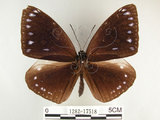 中文名:圓翅紫斑蝶(1282-17518)學名:Euploea eunice hobsoni (Butler, 1877)(1282-17518)