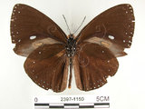 中文名:圓翅紫斑蝶(2397-1150)學名:Euploea eunice hobsoni (Butler, 1877)(2397-1150)