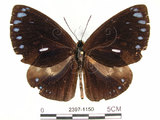 中文名:圓翅紫斑蝶(2397-1150)學名:Euploea eunice hobsoni (Butler, 1877)(2397-1150)