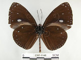 中文名:圓翅紫斑蝶(2397-1148)學名:Euploea eunice hobsoni (Butler, 1877)(2397-1148)