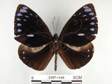 中文名:圓翅紫斑蝶(2397-1148)學名:Euploea eunice hobsoni (Butler, 1877)(2397-1148)