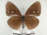 中文名:圓翅紫斑蝶(2909-1355)學名:Euploea eunice hobsoni (Butler, 1877)(2909-1355)