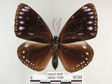 中文名:圓翅紫斑蝶(2909-1355)學名:Euploea eunice hobsoni (Butler, 1877)(2909-1355)